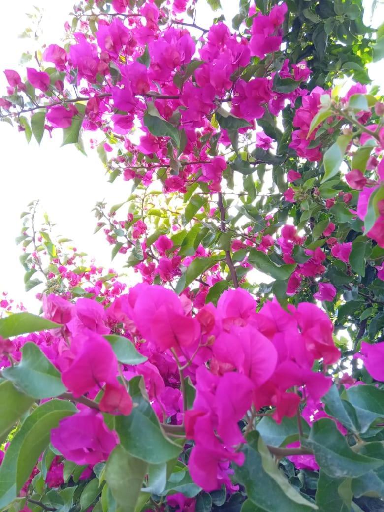 Vila Pasha ซารานเดอ ภายนอก รูปภาพ